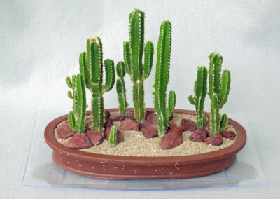 Cactuscape planting - 9 planting group, with branching cactus, stoneware bonsai pot.