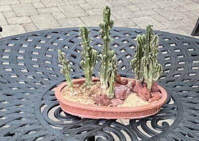 Seven-cactus planting - ceramic pot