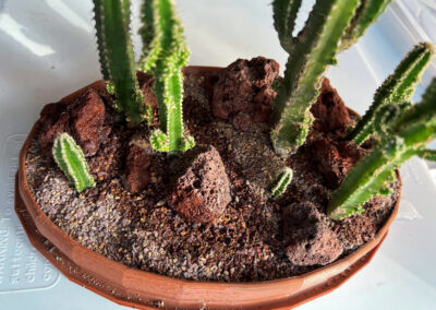 Seven-cactus cactuscape - top view, 3D printed pot.